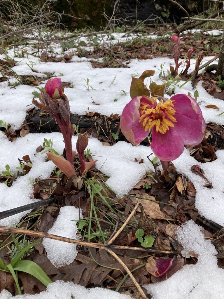 Fleur dans la neige à Jabal Moussa